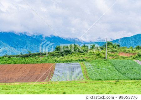 (Nagano Prefecture) Yatsugatake Kogen Vegetable Field 99055776