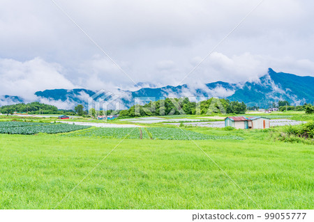 (Nagano Prefecture) Yatsugatake Kogen Vegetable Field 99055777