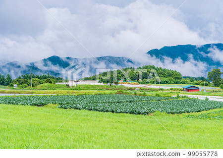 （長野縣）八岳高原菜地 99055778