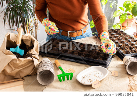 Woman is planting seedlings at home Woman is planting seedlings at home 99055841