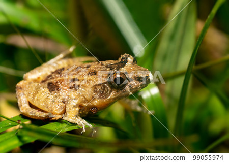Mantidactylus betsileanus, Ranomafana National Park. Madagascar wildlife 99055974