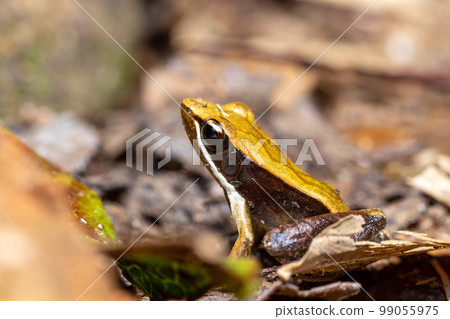 Mantidactylus melanopleura, Andasibe-Mantadia National Park, Madagascar wildlife 99055975