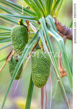 Pandanus variabilis, Isalo National Park, Madagascar fruit Pandanus variabilis, Isalo National Park, Madagascar fruit 99055979