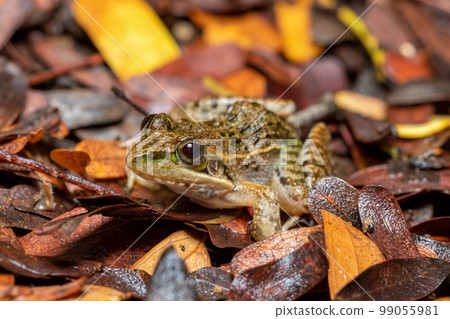 Mascarene grass frog, Ptychadena mascareniensis, Tsingy de Bemaraha, Madagascar wildlife Mascarene grass frog, Ptychadena mascareniensis, Tsingy de Bemaraha, Madagascar wildlife 99055981