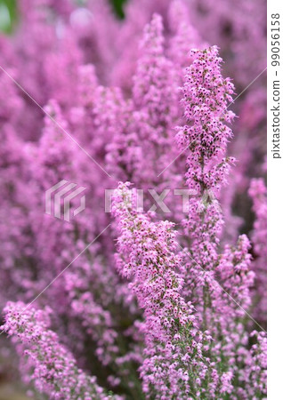 Erika Awayuki (Erika Awayuki) 99056158