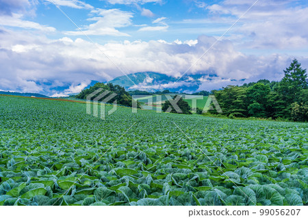 (Gunma Prefecture) Cabbage field in Tsumagoi Village (Gunma Prefecture) Cabbage field in Tsumagoi Village 99056207