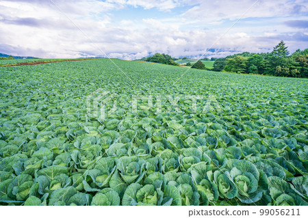 （群馬縣）Tsumagoi 村的捲心菜田 99056211