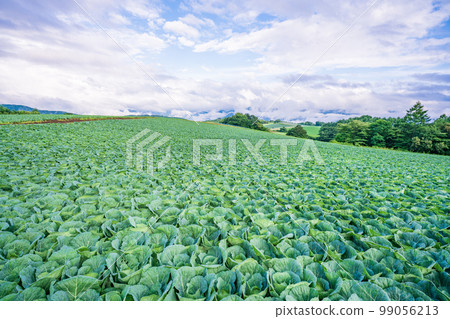 （群馬縣）Tsumagoi 村的捲心菜田 99056213