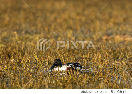 Northern shoveler or shoveller or Anas clypeata or Spatula clypeata closeup floating in wetland of keoladeo national park or bharatpur bird sanctuary rajasthan india asia Northern shoveler or shoveller or Anas clypeata or Spatula clypeata closeup floating in wetland of keoladeo national park or bharatpur bird sanctuary rajasthan india asia 99056513