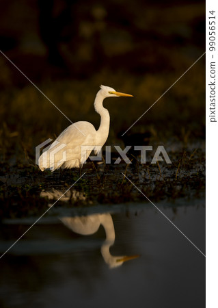 fine art portrait of great egret or ardea alba in isolated black background at keoladeo national park or bird sanctuary bharatpur rajasthan india asia fine art portrait of great egret or ardea alba in isolated black background at keoladeo national park or bird sanctuary bharatpur rajasthan india asia 99056514