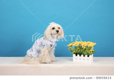 藍色背景和黃色花朵的微笑 maltipoo 99056614