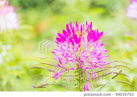 (Yamanashi Prefecture) Blooming on the shores of Lake Kawaguchiko (Yamanashi Prefecture) Blooming on the shores of Lake Kawaguchiko 99056783