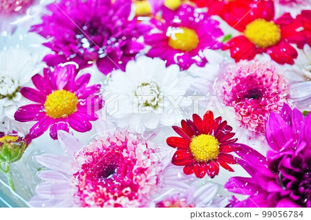 水面上漂浮著紅、白、粉紅各種小菊花的浮花。 水面上漂浮著紅、白、粉紅各種小菊花的浮花。 99056784