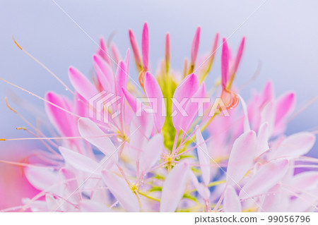 (Yamanashi Prefecture) Blooming on the shores of Lake Kawaguchiko (Yamanashi Prefecture) Blooming on the shores of Lake Kawaguchiko 99056796
