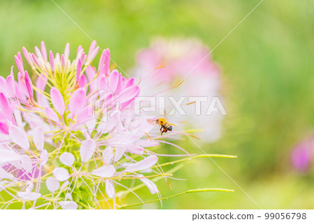 (Yamanashi Prefecture) Blooming on the shores of Lake Kawaguchiko (Yamanashi Prefecture) Blooming on the shores of Lake Kawaguchiko 99056798