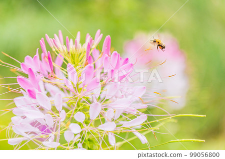 (Yamanashi Prefecture) Blooming on the shores of Lake Kawaguchiko (Yamanashi Prefecture) Blooming on the shores of Lake Kawaguchiko 99056800
