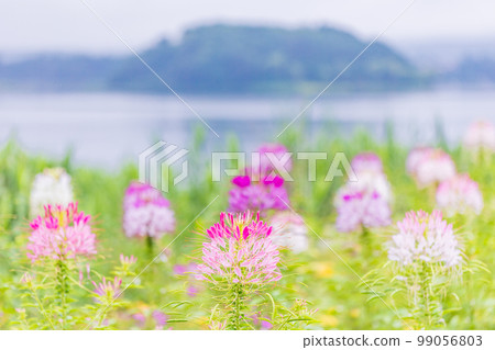(Yamanashi Prefecture) Blooming on the shores of Lake Kawaguchiko (Yamanashi Prefecture) Blooming on the shores of Lake Kawaguchiko 99056803