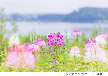 (Yamanashi Prefecture) Blooming on the shores of Lake Kawaguchiko (Yamanashi Prefecture) Blooming on the shores of Lake Kawaguchiko 99056805