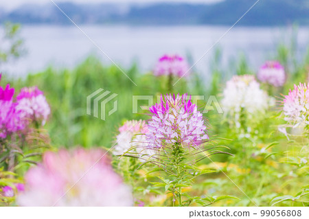 (Yamanashi Prefecture) Blooming on the shores of Lake Kawaguchiko (Yamanashi Prefecture) Blooming on the shores of Lake Kawaguchiko 99056808