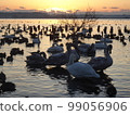 Dawn of the Swans [Quiet Scenery] 99056906