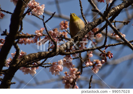 Cold cherry blossoms and mezzo in early spring Cold cherry blossoms and mezzo in early spring 99057028