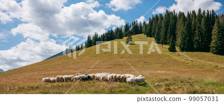 Group of sheep grazing in paddock at farm. Flock of sheep on green grass 99057031