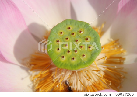 夏天盛開的荷花 99057269