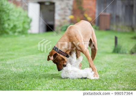 Rhodesian ridgeback with maltese dog Rhodesian ridgeback with maltese dog 99057364