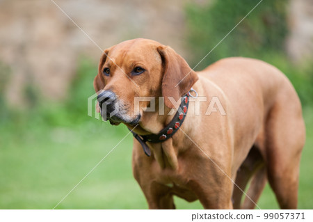 Rhodesian Ridgeback Rhodesian Ridgeback 99057371
