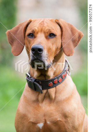 Rhodesian Ridgeback 99057374