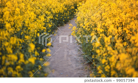 A path in a field of rapeseed on a spring day. A path in a field of rapeseed on a spring day. 99057394