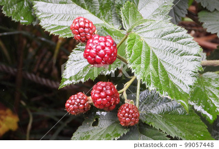 Black raspberry 99057448