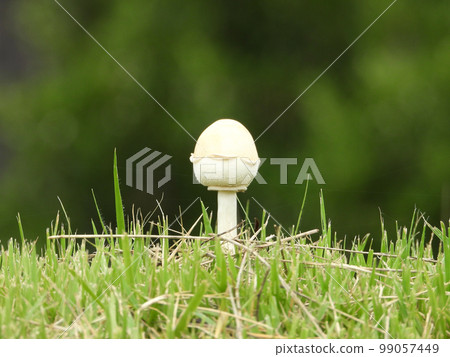 Oshirokarakasatake (large white umbrella mushroom) 99057449