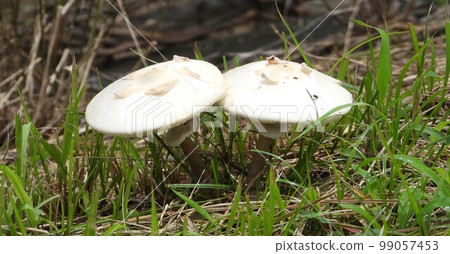 巨大的白色卡拉卡佐竹 巨大的白色卡拉卡佐竹 99057453