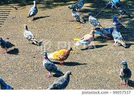  pigeon 99057537