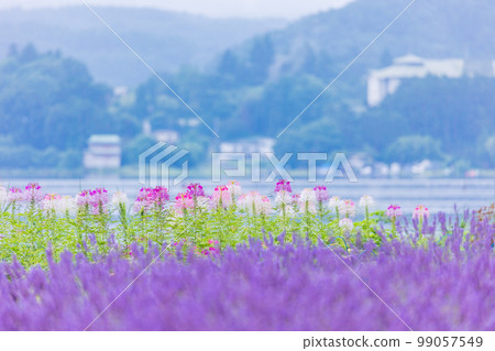 (Yamanashi Pref.) Lavender and sagebrush blooming on the shores of Lake Kawaguchiko (Yamanashi Pref.) Lavender and sagebrush blooming on the shores of Lake Kawaguchiko 99057549