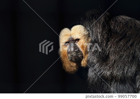 白臉 saki 肖像 99057700