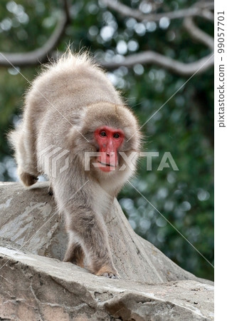 一隻日本獼猴跑下來的肖像 99057701