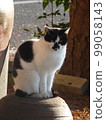 Cat on Pottery [Late Autumn Dusk] 3 99058143