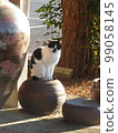 Cat on Pottery [Late Autumn Dusk] 2 99058145
