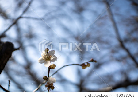幾朵梅花 幾朵梅花 99058365