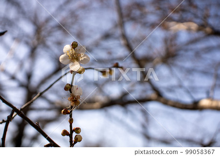 few plum blossoms few plum blossoms 99058367