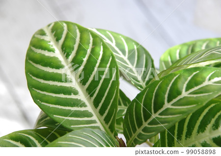 Houseplant Aphelandra Dania 99058898