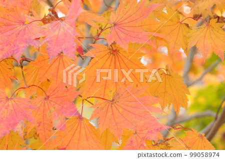 Autumn leaves Autumn leaves 99058974
