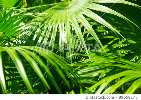 Close up Green Palm Tree Leaves with Harsh Shadows from the Sun 99059173