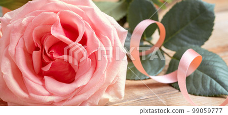 Gentle pale pink rose close up with with ribbon. Festive banner. Valentine's Day, mother's Day, women's Day, wedding floral image. Peach color rose close up Holiday card or invitation Selective focus 99059777