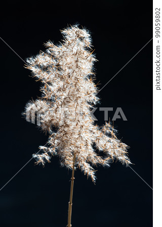 On the shores of a frozen pond, there's only one ogi that shines like wool 99059802