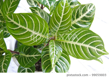 Houseplant Aphelandra Dania Houseplant Aphelandra Dania 99059803