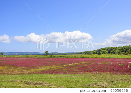 北海道能取湖生動的珊瑚草 北海道能取湖生動的珊瑚草 99059926