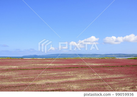 北海道能取湖生動的珊瑚草 99059936